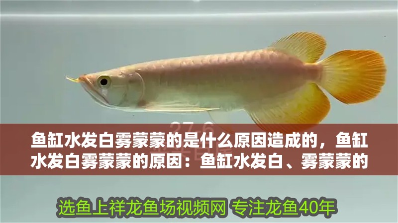 魚缸水發白霧蒙蒙的是什么原因造成的，魚缸水發白霧蒙蒙的原因：魚缸水發白、霧蒙蒙的原因
