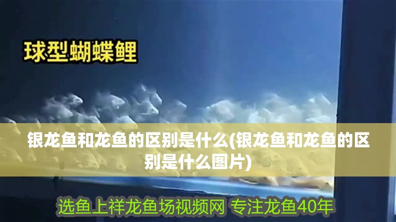 銀龍魚(yú)和龍魚(yú)的區(qū)別是什么(銀龍魚(yú)和龍魚(yú)的區(qū)別是什么圖片)