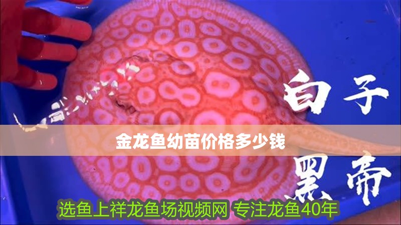 金龍魚幼苗價(jià)格多少錢