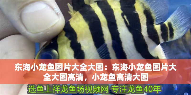 東海小龍魚圖片大全大圖：東海小龍魚圖片大全大圖高清，小龍魚高清大圖 東海小龍魚圖片大全大圖：東海小龍魚圖片大全大圖高清，小龍魚高清大圖 水族問答