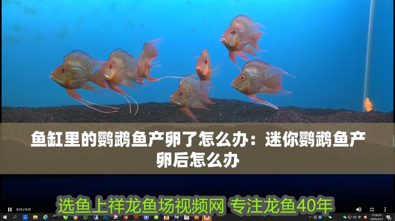魚缸里的鸚鵡魚產卵了怎么辦：迷你鸚鵡魚產卵后怎么辦