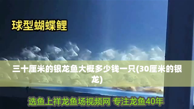 三十厘米的銀龍魚大概多少錢一只(30厘米的銀龍)