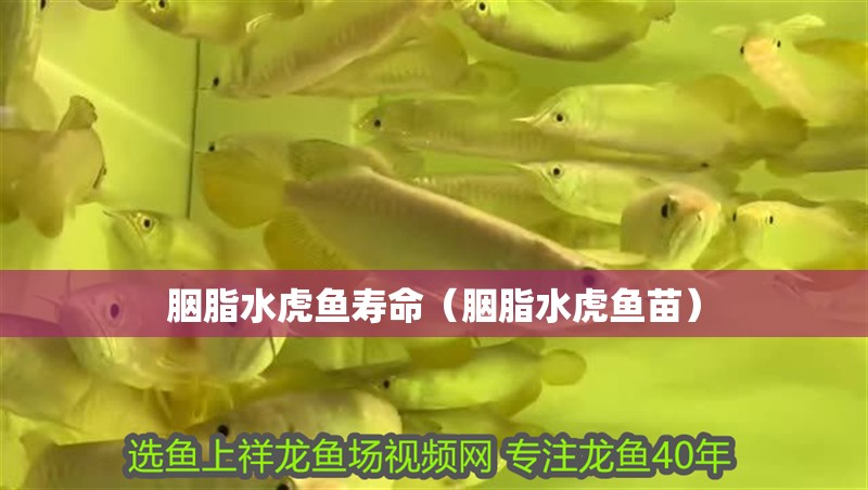胭脂水虎魚壽命（胭脂水虎魚苗） 胭脂水虎魚壽命（胭脂水虎魚苗） 虎魚百科