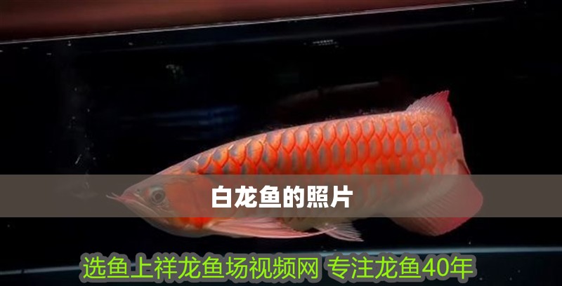 白龍魚的照片