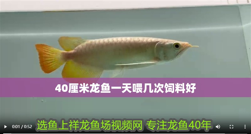 40厘米龍魚一天喂幾次飼料好