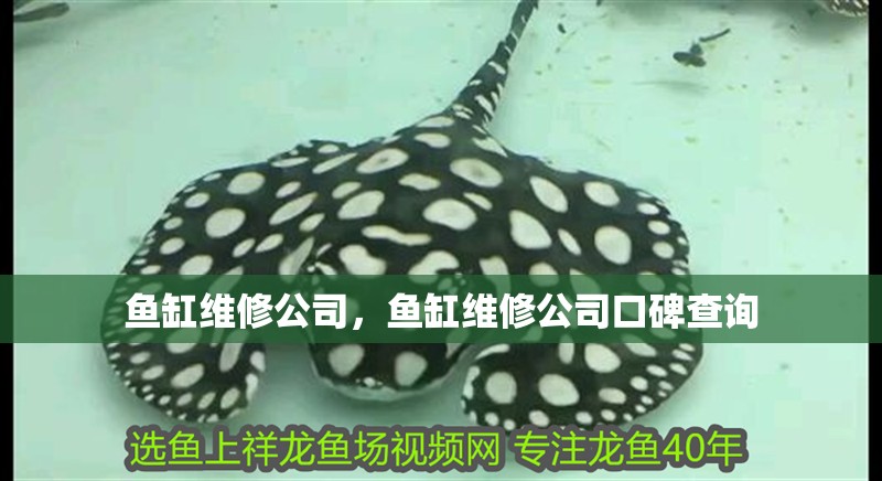 龍魚干蝦有營養嗎 魚缸維修公司,魚缸維修公司口碑查詢 魚缸百科 魚缸維修公司,魚缸維修公司口碑查詢 魚缸維修公司,魚缸維修公司口碑查詢 魚缸百科