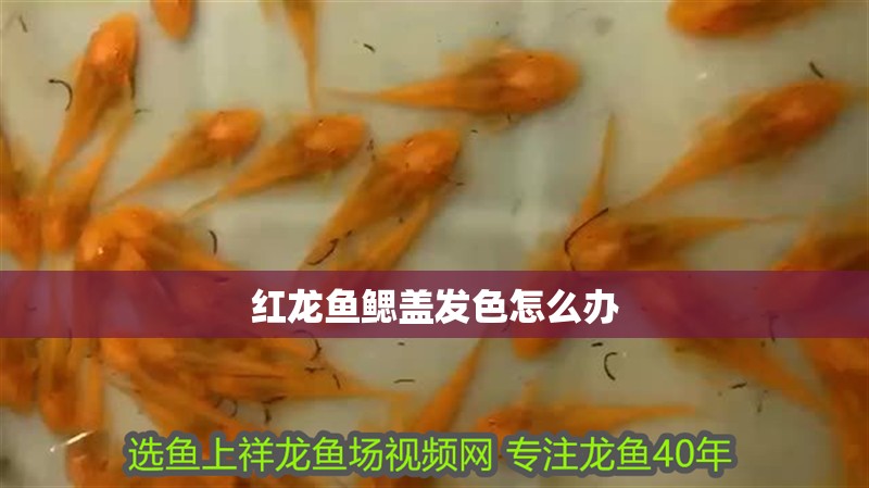 紅龍魚鰓蓋發(fā)色怎么辦