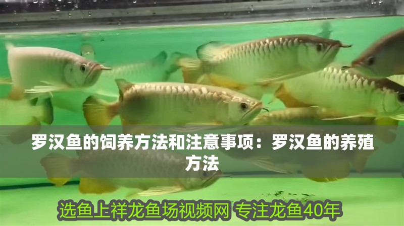 羅漢魚的飼養方法和注意事項：羅漢魚的養殖方法