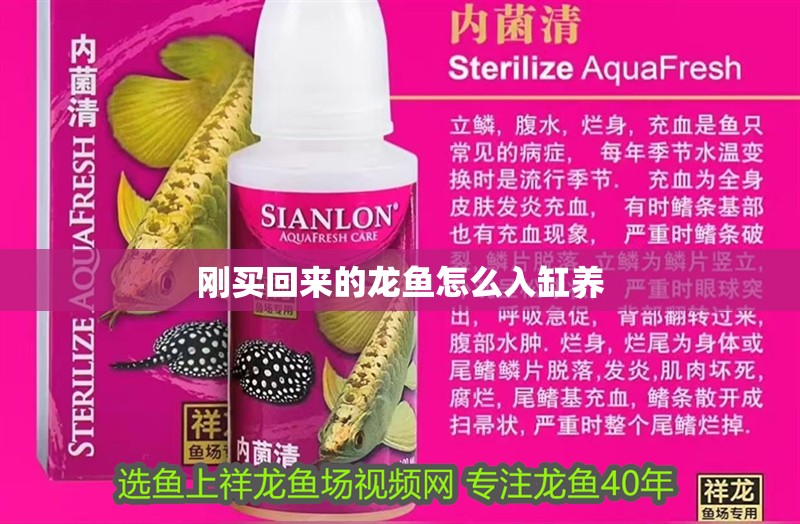 剛買回來的龍魚怎么入缸養