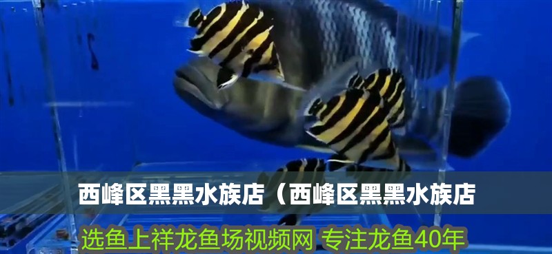 西峰區黑黑水族店（西峰區黑黑水族店