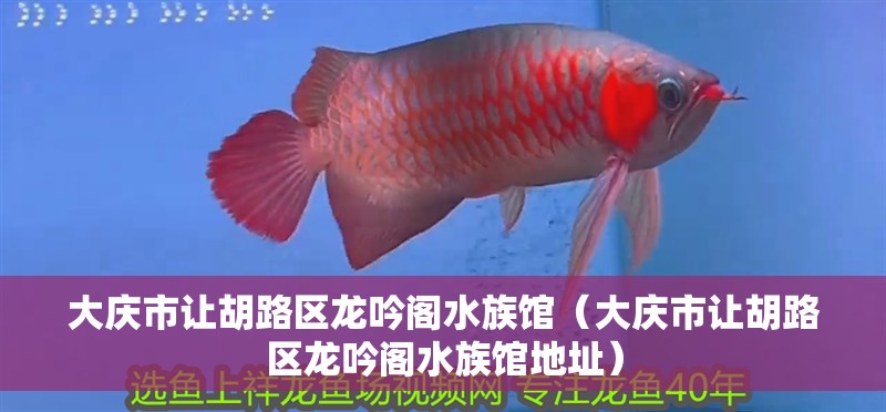大慶市讓胡路區(qū)龍吟閣水族館（大慶市讓胡路區(qū)龍吟閣水族館地址）