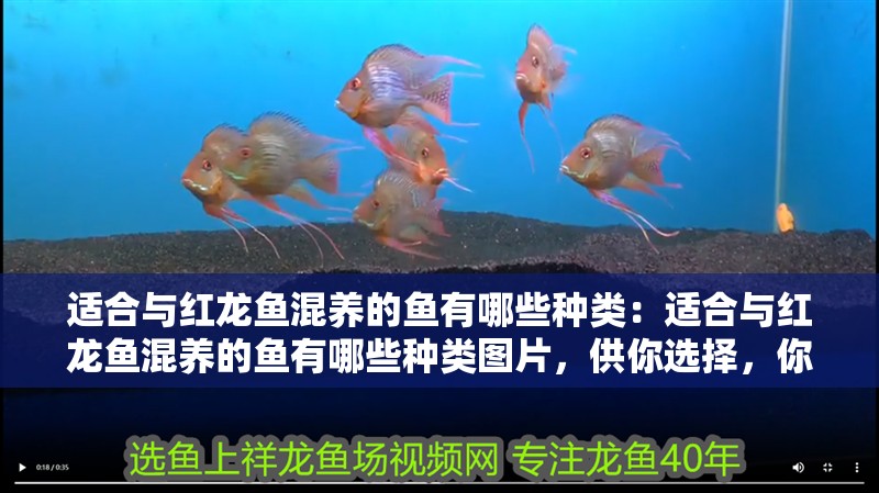 適合與紅龍魚混養(yǎng)的魚有哪些種類：適合與紅龍魚混養(yǎng)的魚有哪些種類圖片，供你選擇，你可以根據(jù)實(shí)際需求選用，，揭秘適合與紅龍魚混養(yǎng)的魚類種類及圖片展示，盤點(diǎn)適合和紅龍魚混養(yǎng)的各類魚種（附圖片），探尋能與紅龍魚和諧共處的混養(yǎng)魚