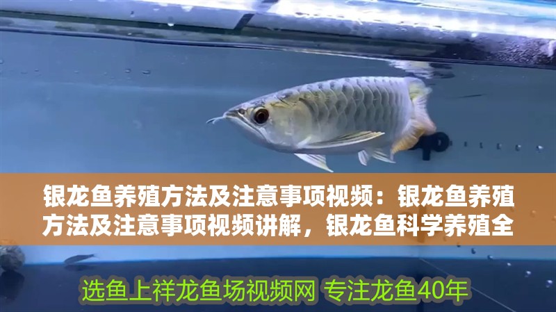 銀龍魚養殖方法及注意事項視頻：銀龍魚養殖方法及注意事項視頻講解，銀龍魚科學養殖全攻略，視頻詳解方法與注意事項