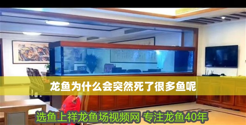 龍魚為什么會突然死了很多魚呢