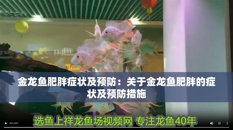 金龍魚肥胖癥狀及預防：關于金龍魚肥胖的癥狀及預防措施