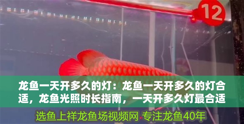 龍魚一天開多久的燈：龍魚一天開多久的燈合適，龍魚光照時長指南，一天開多久燈最合適？