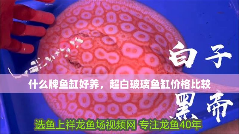 什么牌魚缸好養，超白玻璃魚缸價格比較