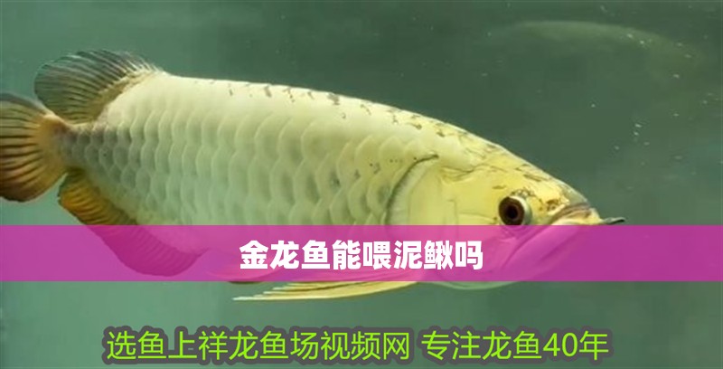 金龍魚能喂泥鰍嗎