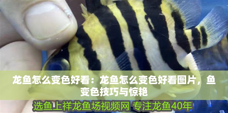 龍魚怎么變色好看：龍魚怎么變色好看圖片，魚變色技巧與驚艷
