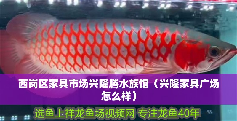 西崗區家具市場興隆騰水族館（興隆家具廣場怎么樣）