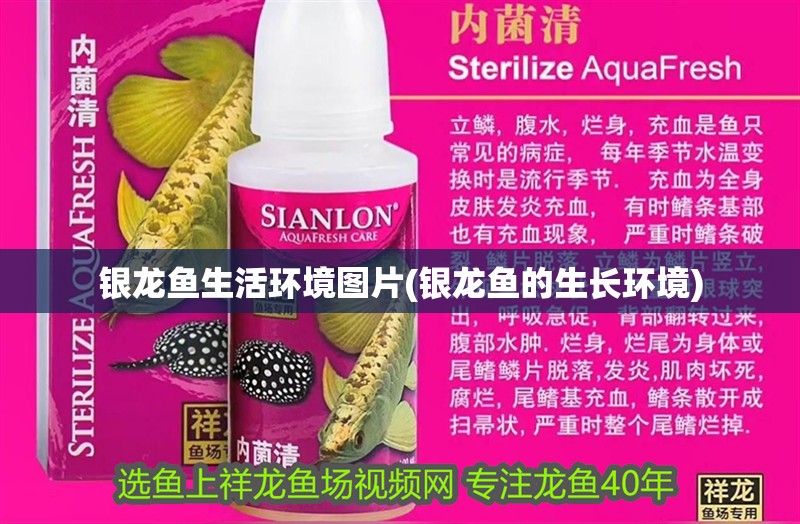 銀龍魚生活環境圖片(銀龍魚的生長環境)