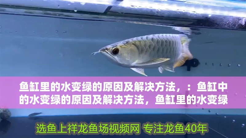魚缸里的水變綠的原因及解決方法，：魚缸中的水變綠的原因及解決方法，魚缸里的水變綠的原因及解決方法