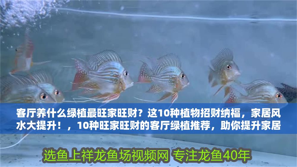 客廳養(yǎng)什么綠植最旺家旺財(cái)？這10種植物招財(cái)納福，家居風(fēng)水大提升！，10種旺家旺財(cái)?shù)目蛷d綠植推薦，助你提升家居風(fēng)水！