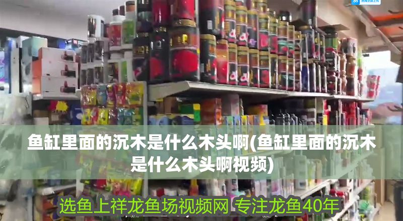 魚缸里面的沉木是什么木頭啊(魚缸里面的沉木是什么木頭啊視頻)