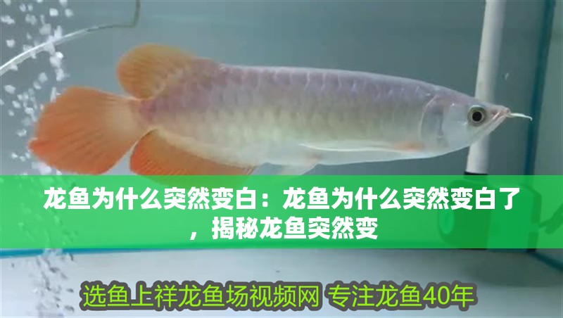 龍魚為什么突然變白：龍魚為什么突然變白了，揭秘龍魚突然變