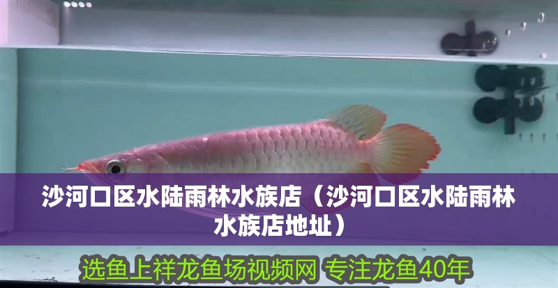 沙河口區水陸雨林水族店（沙河口區水陸雨林水族店地址）