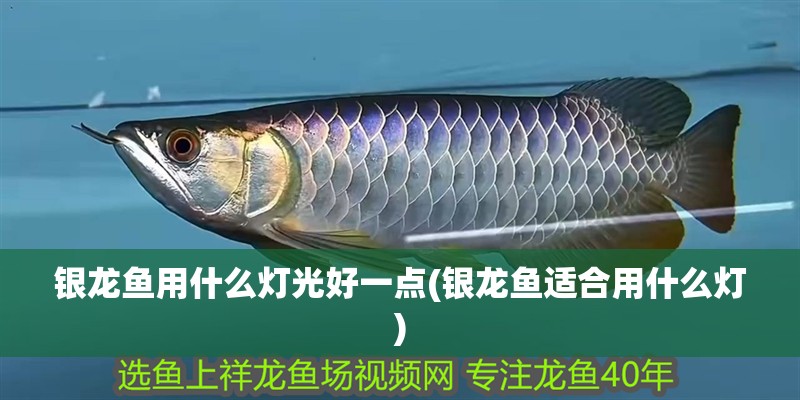 銀龍魚用什么燈光好一點(銀龍魚適合用什么燈)