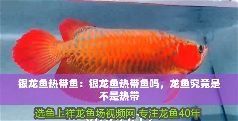 銀龍魚熱帶魚：銀龍魚熱帶魚嗎，龍魚究竟是不是熱帶