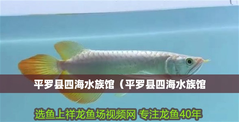 平羅縣四海水族館（平羅縣四海水族館