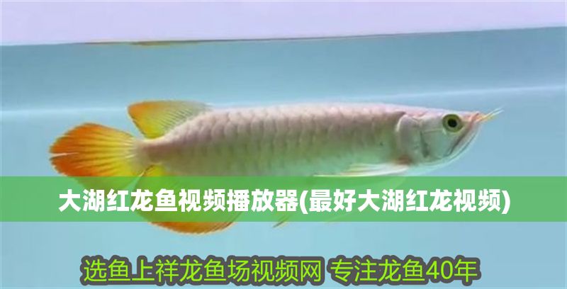 大湖紅龍魚視頻播放器(最好大湖紅龍視頻)