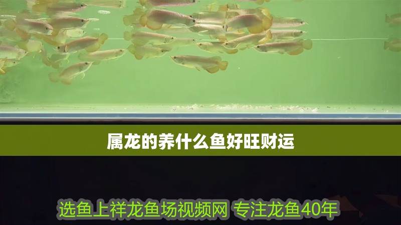 屬龍的養(yǎng)什么魚好旺財運