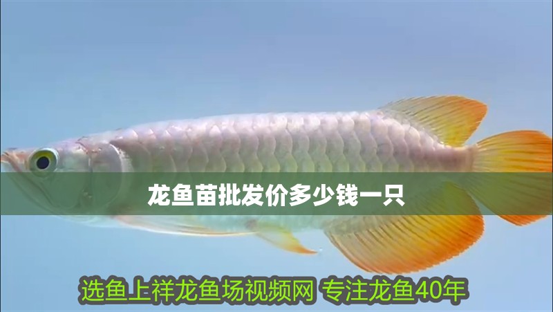 龍魚苗批發價多少錢一只