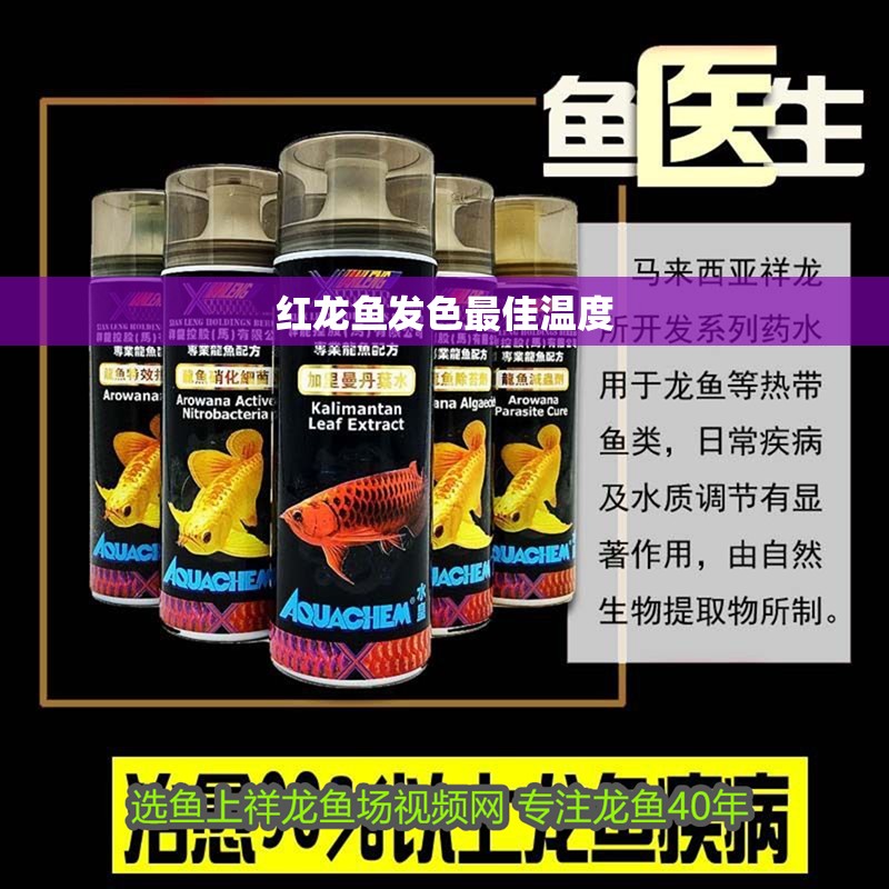 紅龍魚發色最佳溫度