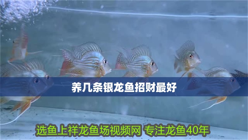 養(yǎng)幾條銀龍魚(yú)招財(cái)最好
