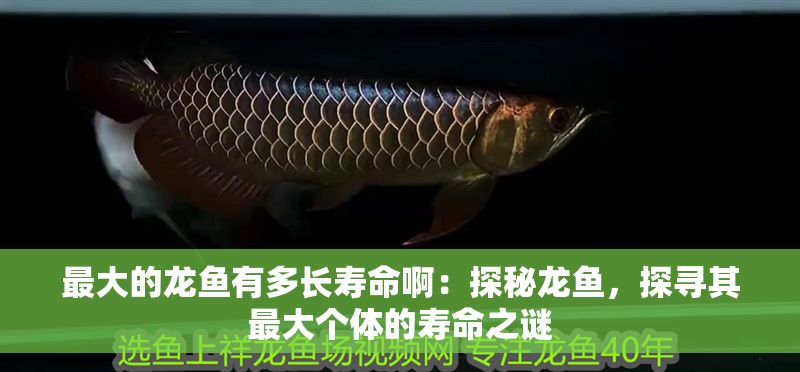 最大的龍魚有多長壽命啊：探秘龍魚，探尋其最大個體的壽命之謎