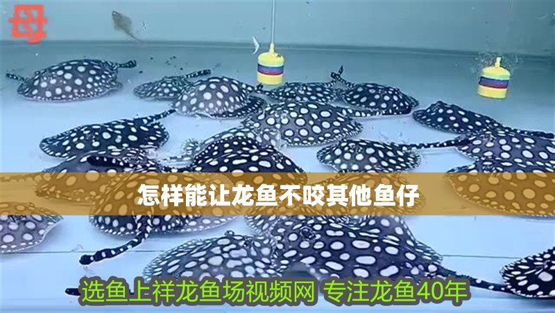怎樣能讓龍魚不咬其他魚仔 怎樣能讓龍魚不咬其他魚仔 龍魚百科