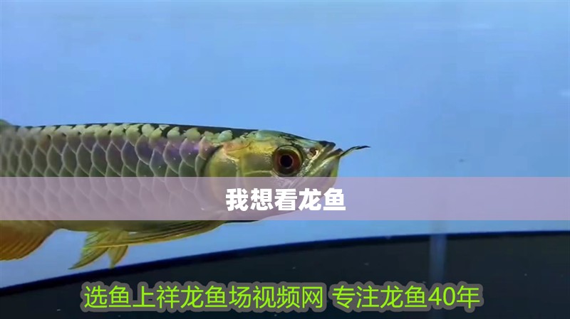 我想看龍魚