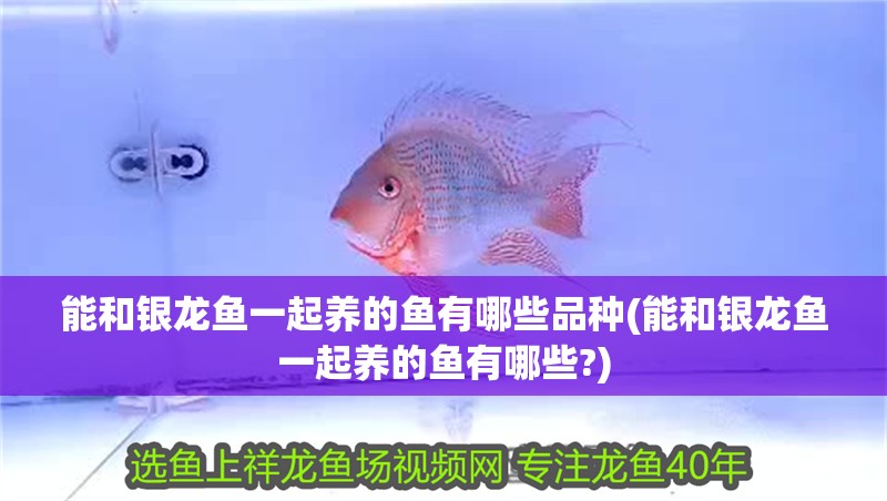能和銀龍魚一起養的魚有哪些品種(能和銀龍魚一起養的魚有哪些?)