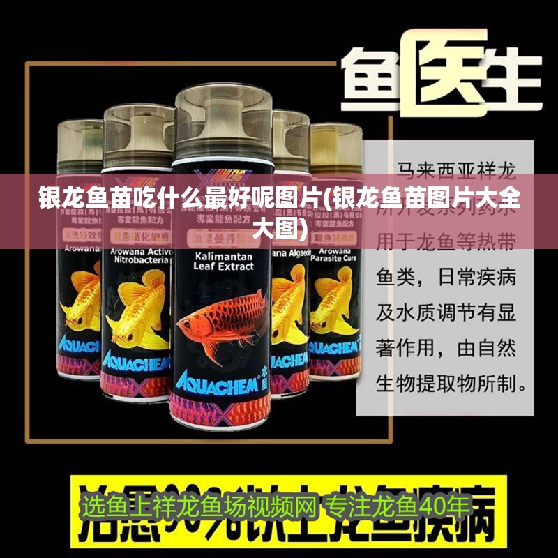 銀龍魚苗吃什么最好呢圖片(銀龍魚苗圖片大全大圖)