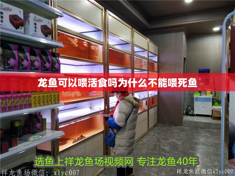 龍魚可以喂活食嗎為什么不能喂死魚