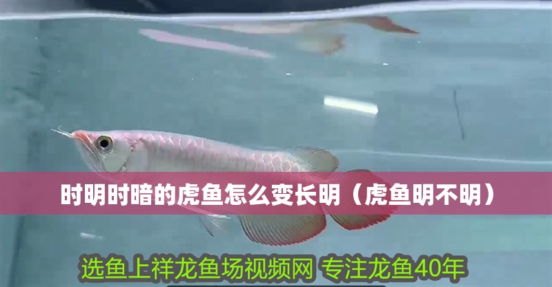 時明時暗的虎魚怎么變長明（虎魚明不明）