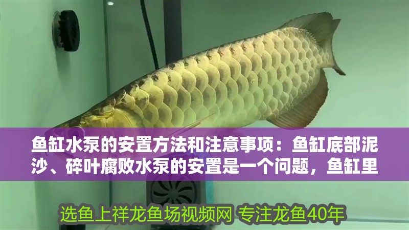 魚缸水泵的安置方法和注意事項：魚缸底部泥沙、碎葉腐敗水泵的安置是一個問題，魚缸里有小蝦米