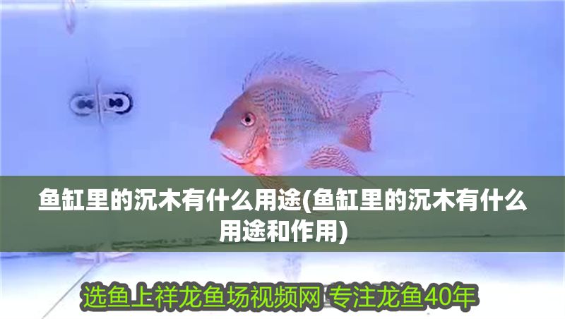 魚缸里的沉木有什么用途(魚缸里的沉木有什么用途和作用)