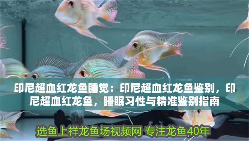 印尼超血紅龍魚睡覺：印尼超血紅龍魚鑒別，印尼超血紅龍魚，睡眠習性與精準鑒別指南