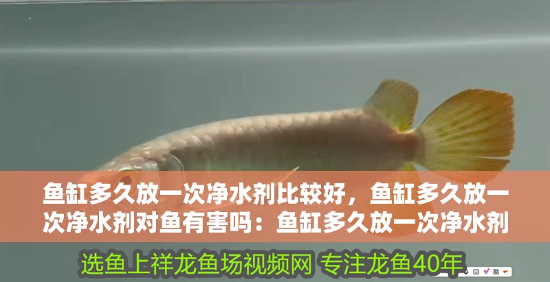 魚缸多久放一次凈水劑比較好，魚缸多久放一次凈水劑對魚有害嗎：魚缸多久放一次凈水劑比較好