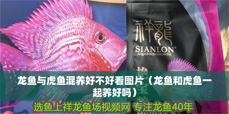 龍魚與虎魚混養好不好看圖片（龍魚和虎魚一起養好嗎）
